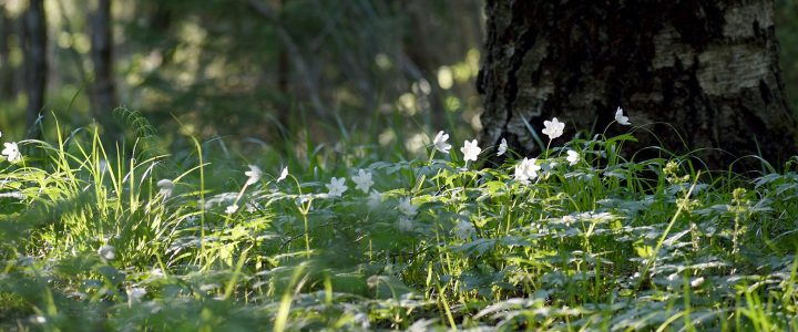 Stora Enson Monimuotoisuuskauppa parantaa kasvien ja eläimien elinympäristöä.