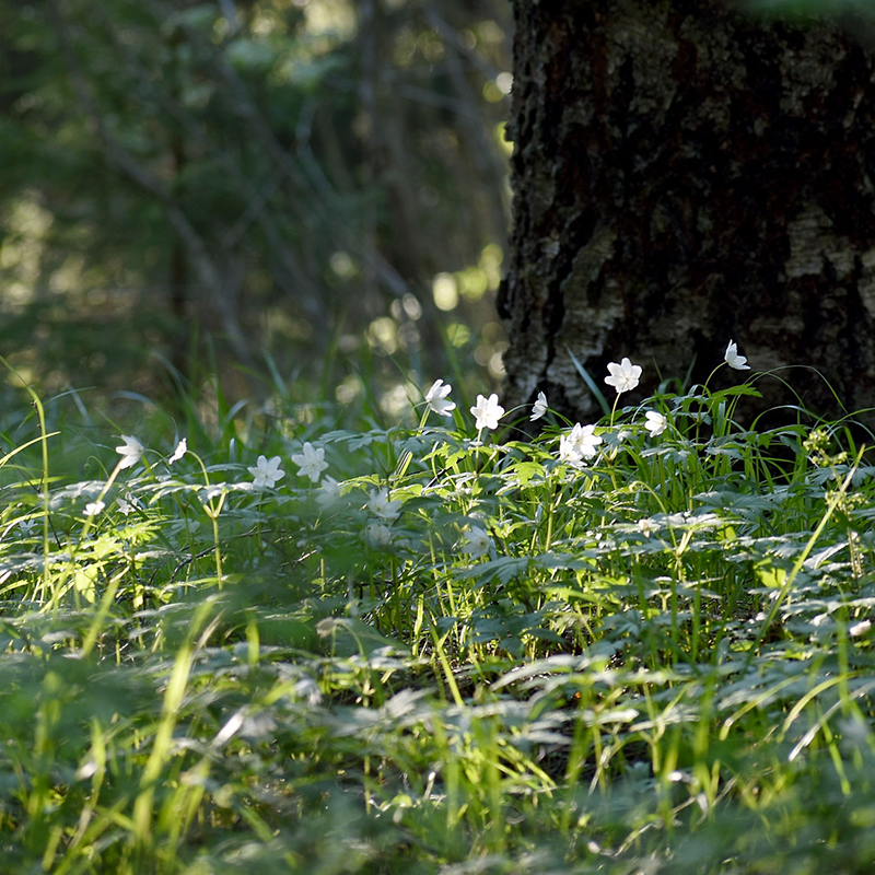 Monimuotoisuuskauppa tukee uhanalaisten lajien säilymistä.
