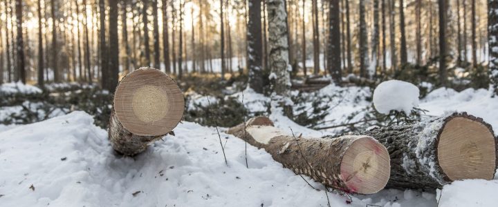 Harvennettu metsä.