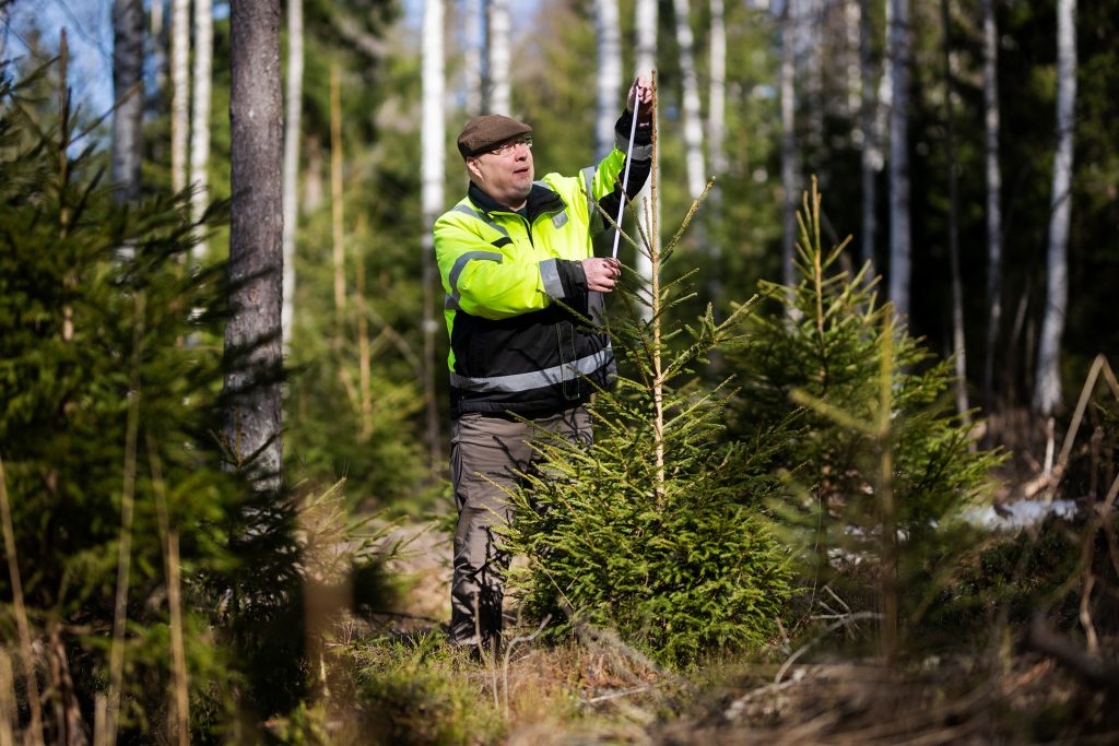 Heikki Virtanen mittaamassa kuusentaimea.