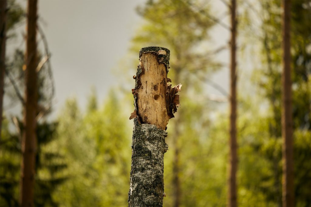 Tekopökkelö koivusta.
