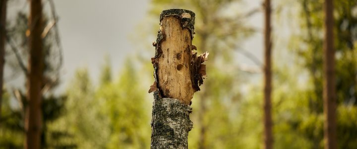 High stump