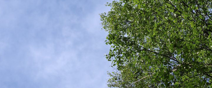 Kesäinen puu.