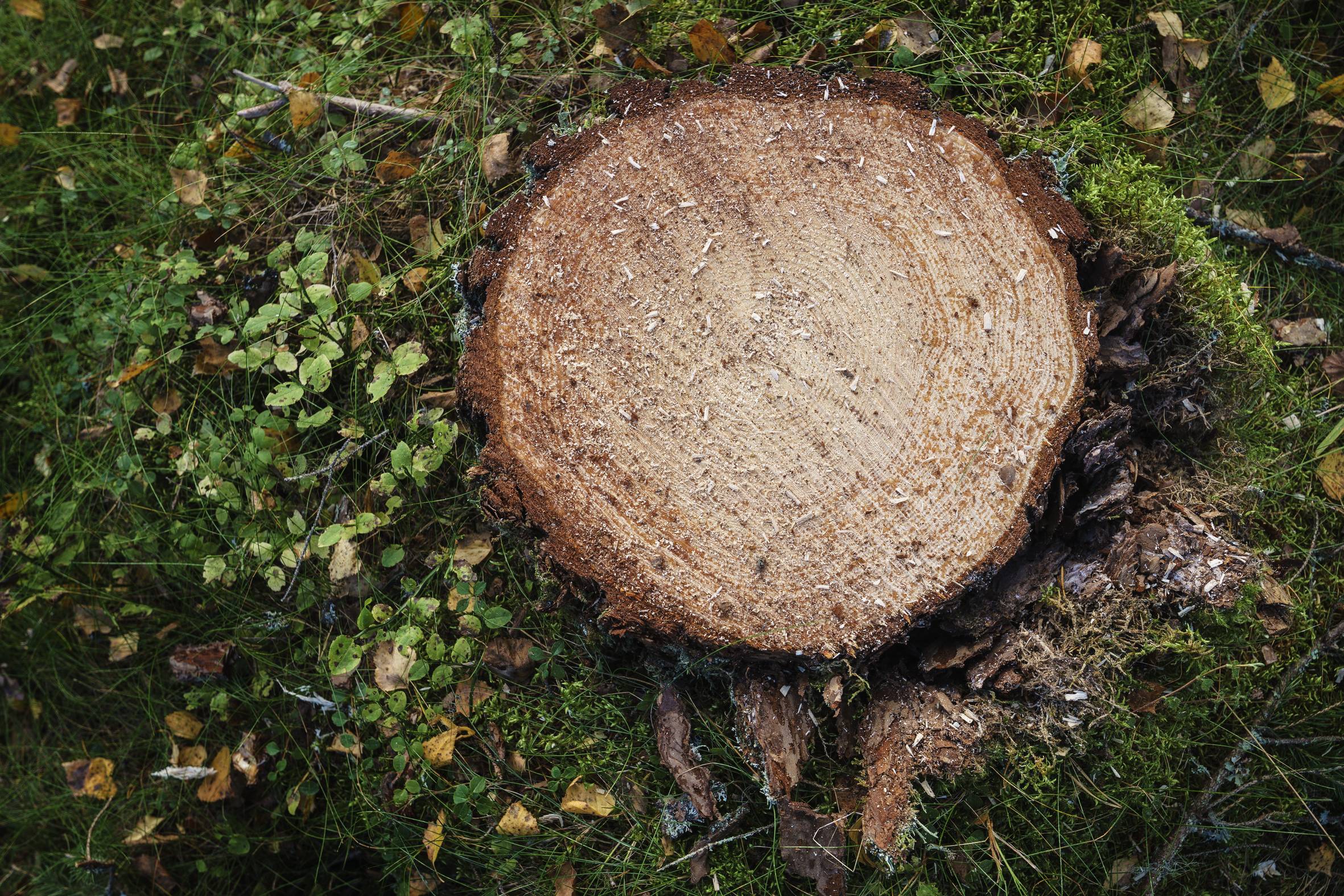Metsälannoitus hyödyttää metsänomistajan kukkaroa ja ympäristöä.