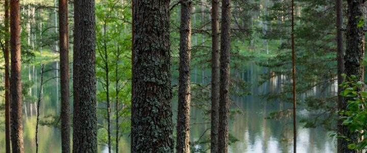 Kestävä metsänhoito tähtää tulevaisuuteen.