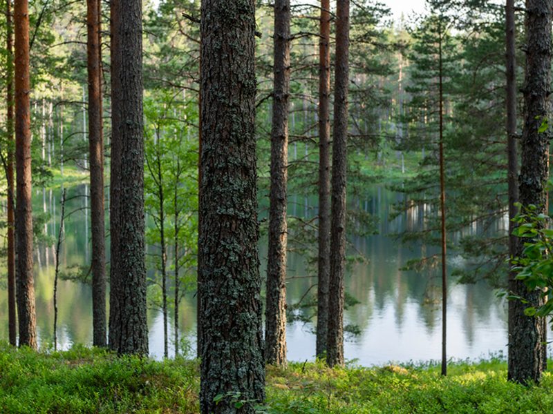 Kestävä metsänhoito tähtää tulevaisuuteen.