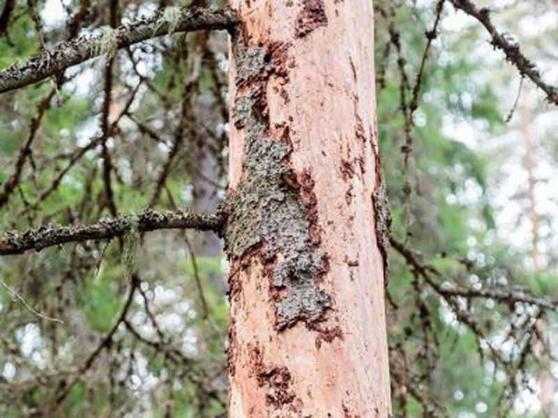 Kirjanpainaja aiheuttaa valtavan uhan Suomen metsille.