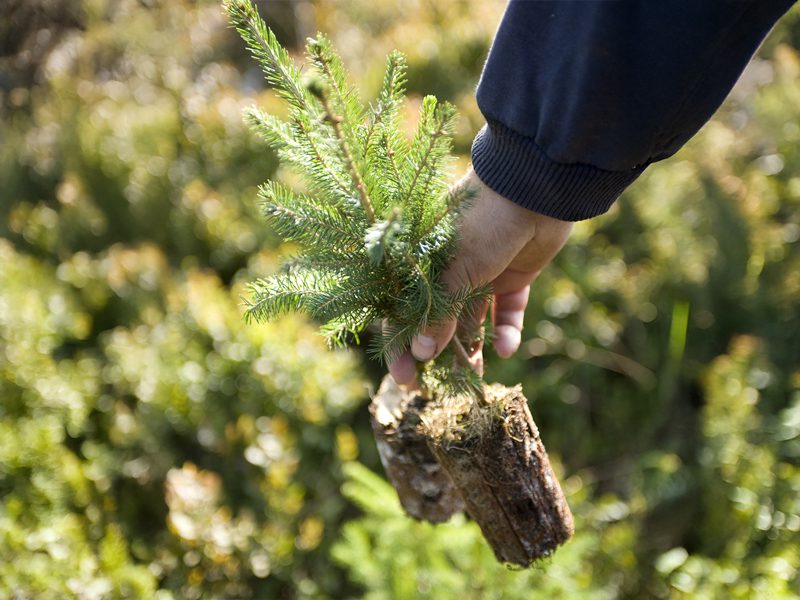Kuusen istutustiheys alenee, tavoitteena monimuotoisuuden lisääminen.