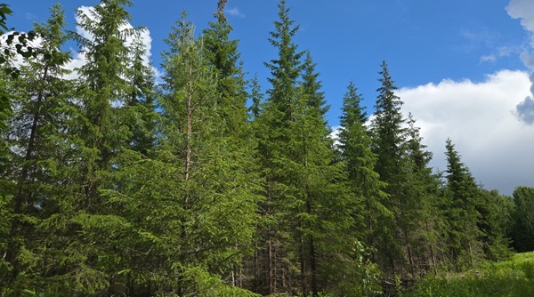 Boorilannoitus toteutettu 2 vuotta sitten.