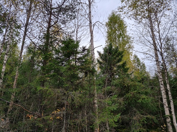 boorilannoitus tekemättä