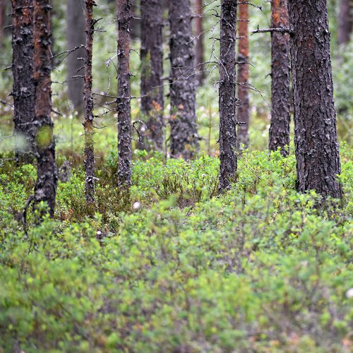 Metsälannoitus takaa terveen ja tuottavan kasvun.