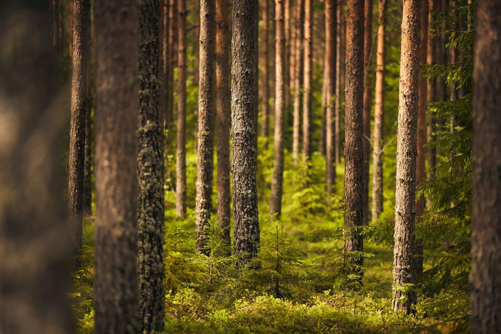 Lannoitus auttaa kasvattamaan hyvinvoivan ja tuottoisan metsän.