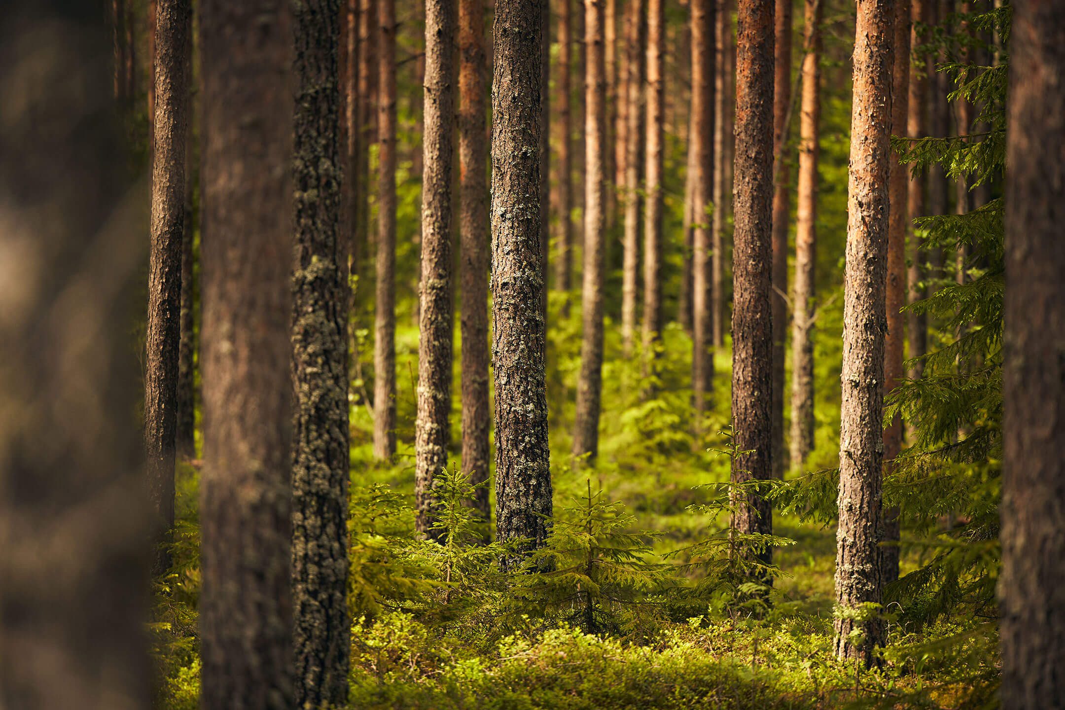 Lannoitus auttaa kasvattamaan hyvinvoivan ja tuottoisan metsän.