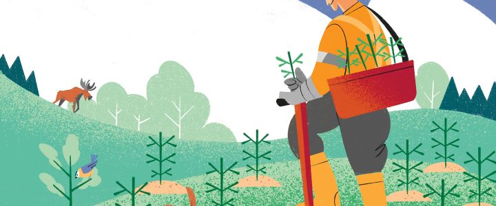 Kuusen istutustiheys alenee, monimuotoisuuden lisääminen tavoitteena.