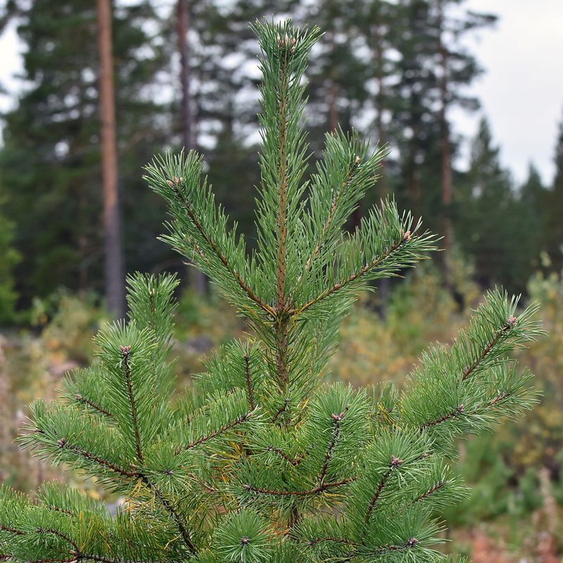 Kuusen istutustiheys alenee.