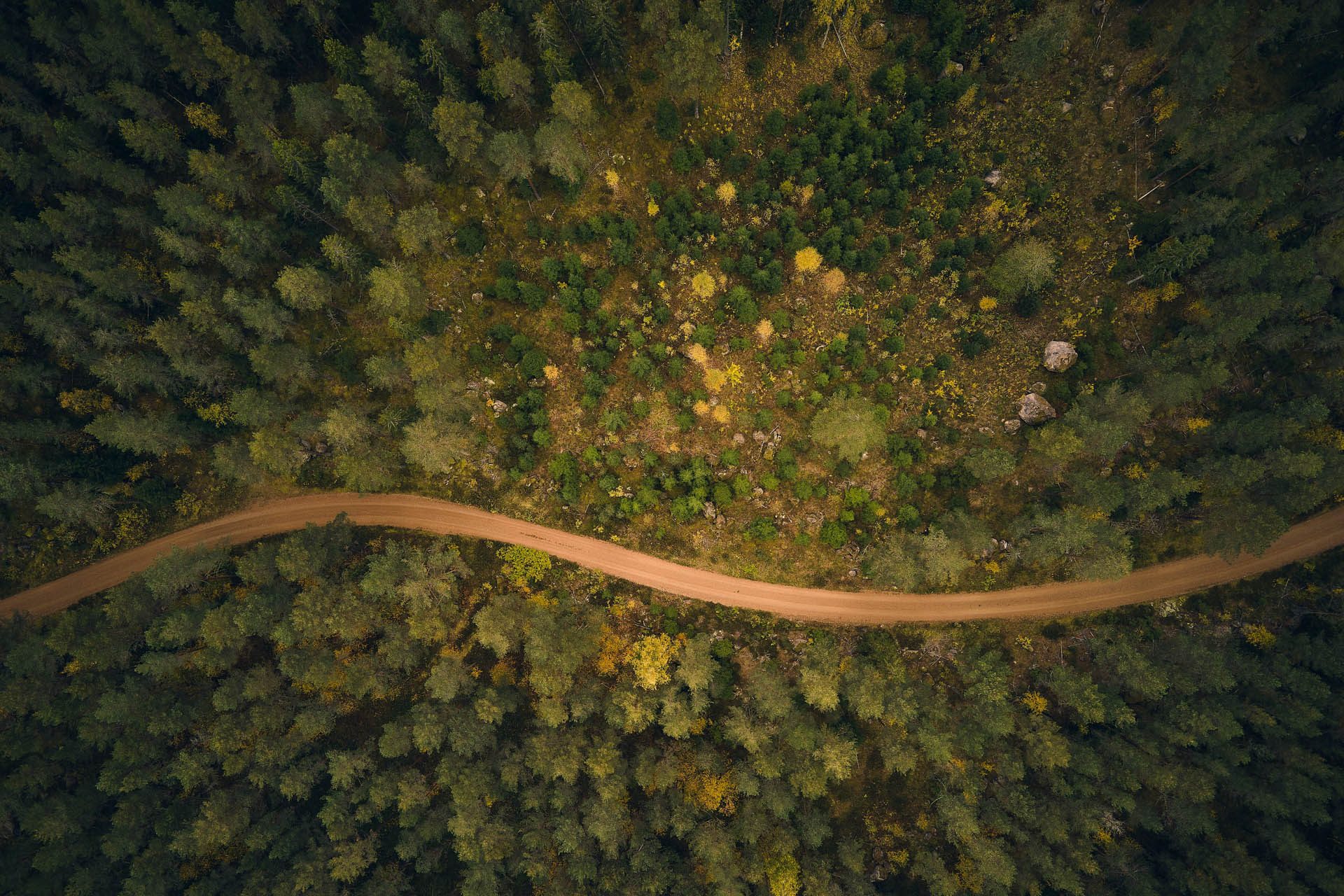 Selvitä metsäsi arvo Stora Enson laskurilla helposti.
