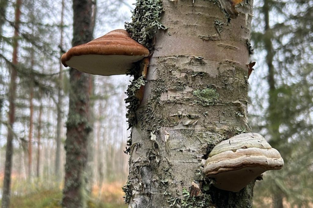 Lahopuuta monimuotoisessa metsässä.
