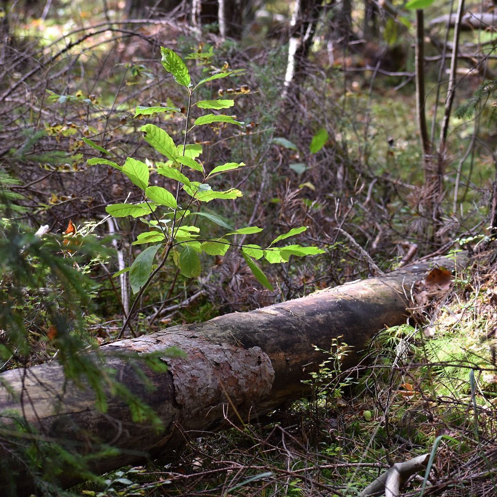 Sertifiointi vahvistaa, että tuotannossa käytetty puu on peräisin vastuullisesti hoidetuista metsistä.