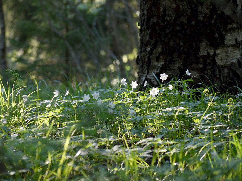 Monimuotoisuuskaupan ansiosta biodiversiteetti vahvistuu.