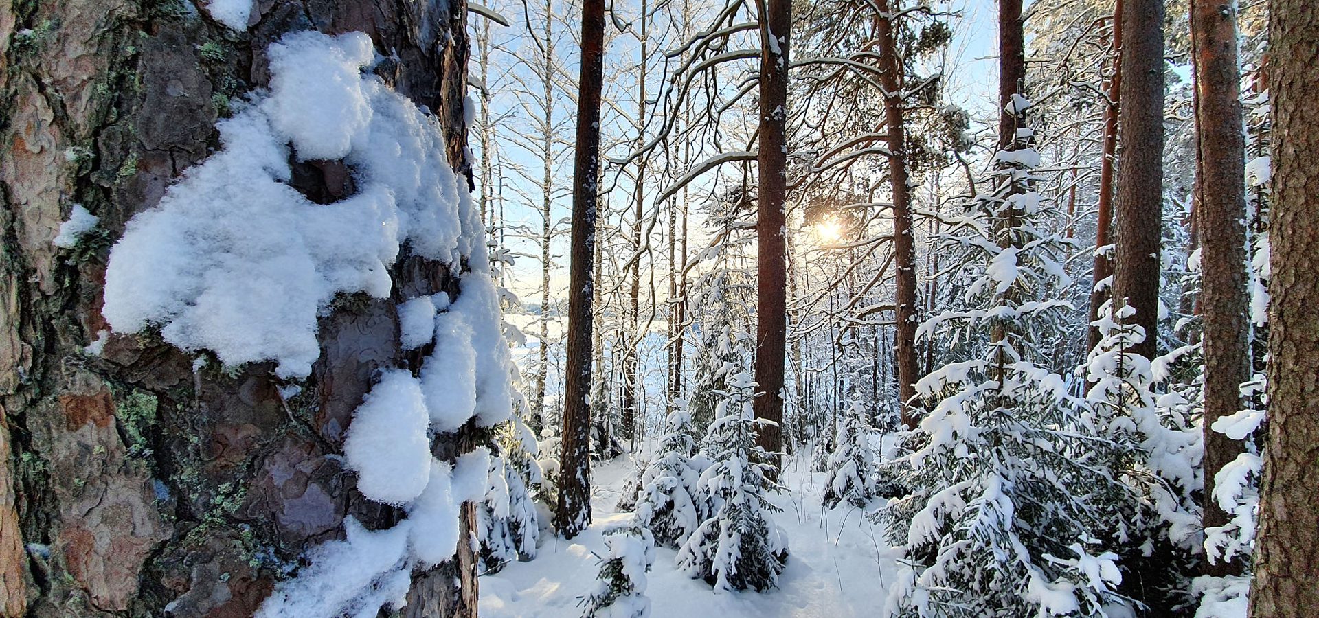 Puumarkkinatilanne jatkuu hyvänä myös alkutalvesta.