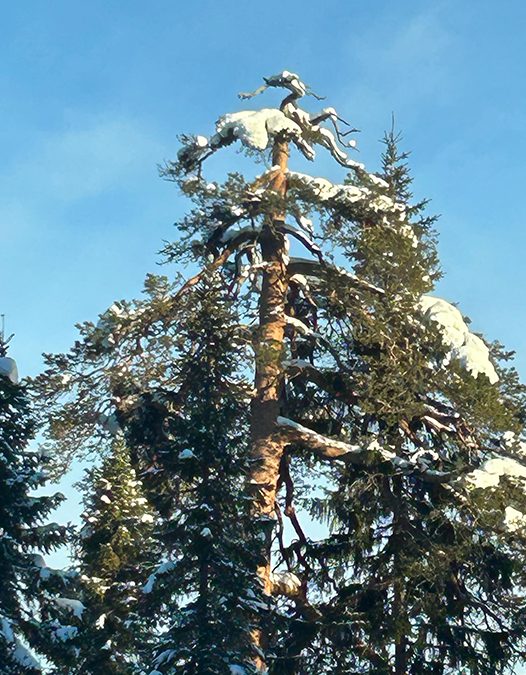 Säästöpuut lisäävät metsän monimuotoisuutta.