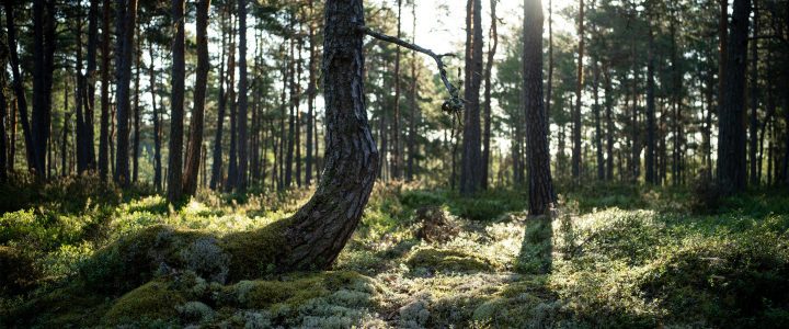 Säästöpuut lisäävät metsän monimuotoisuutta.