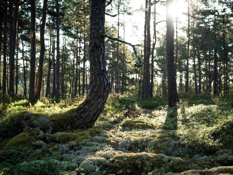 Säästöpuut lisäävät pidemmällä aikavälillä lahopuunmäärää.