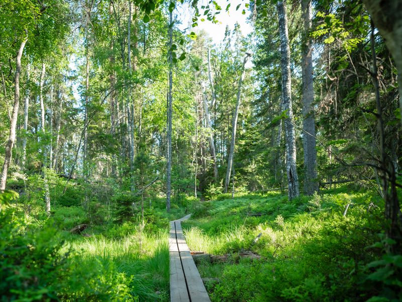 Sekametsä kuuluu suomalaiseen perinnemaisemaan.