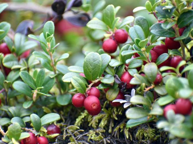 Metsän sosiaaliseen kestävyyteen kuuluu virkistyskäyttö, kuten marjastus.