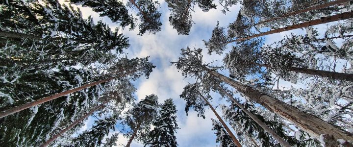 Hiilineutraali metsä