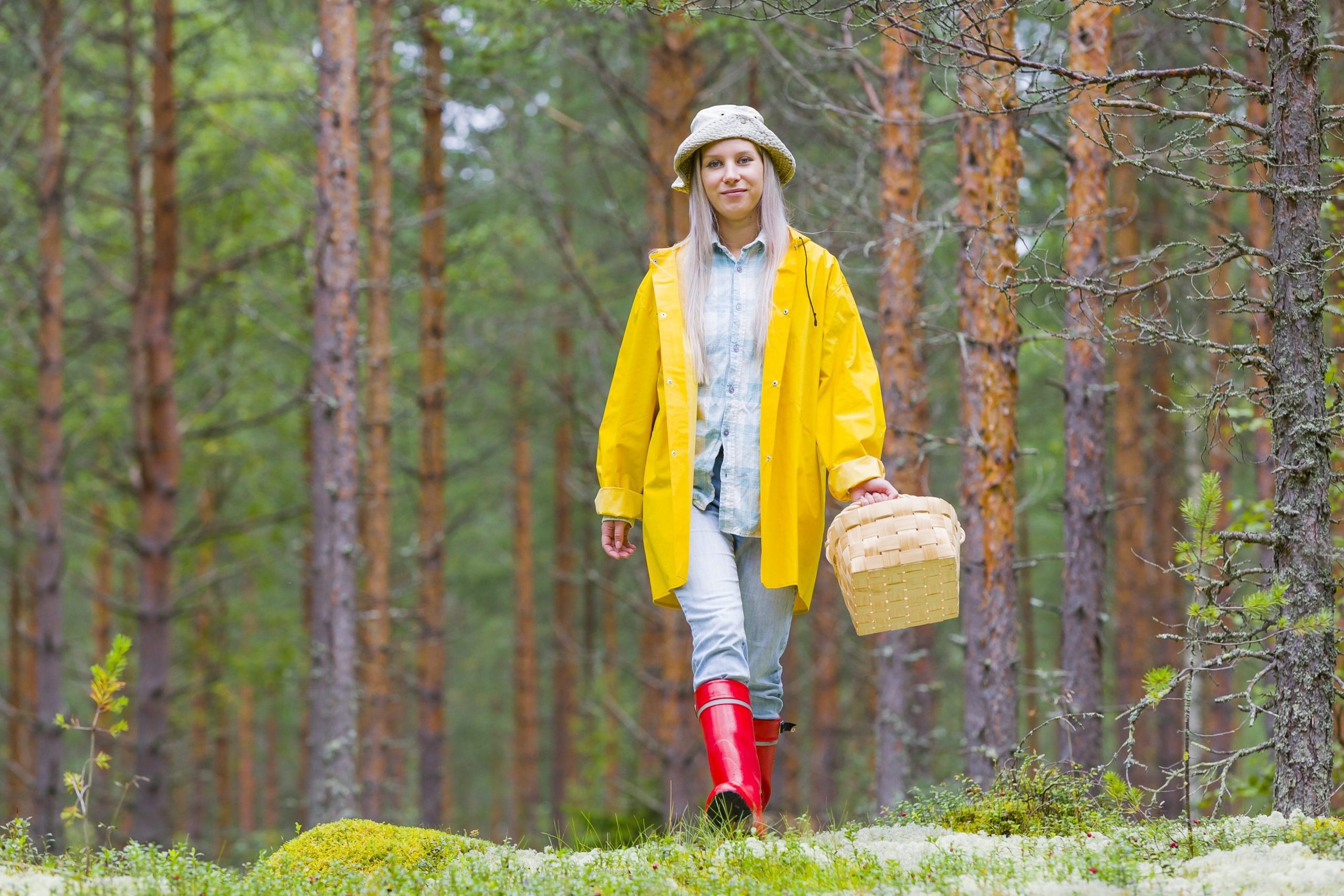 Sienestäjä metsässä kori kädessään, nauttimassa metsän antimista ja luonnon rauhasta.