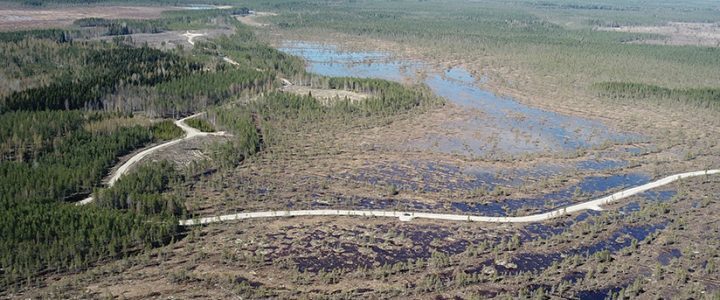 Ennallistaminen parantaa uhanalaisten lajien elinympäristöjä.