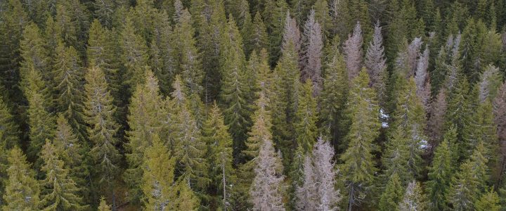 Stora Enso Metsä kirjanpainajatuho
