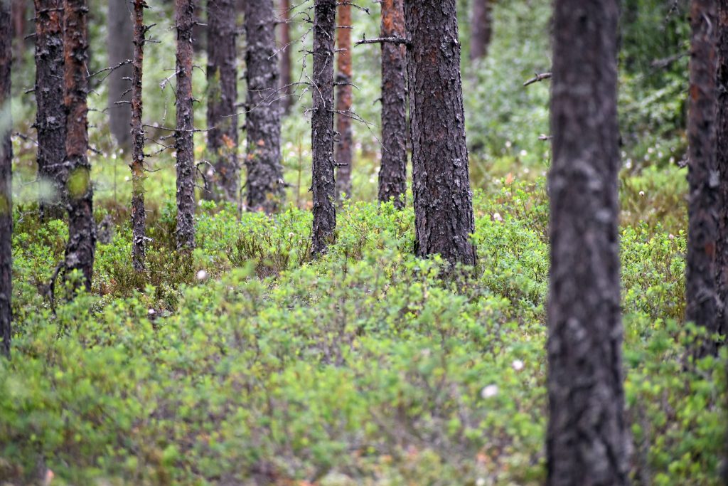 Puut kasvaa metsätilalla