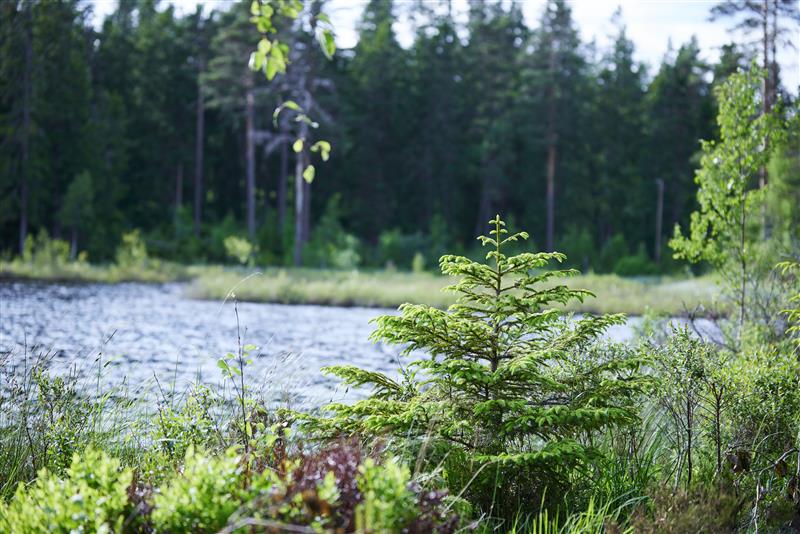 Etualalla pusikkoa ja pieni kuusi. Sen takana järvi.