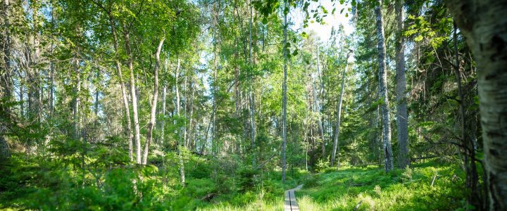 Sekametsä on tulevaisuuden metsä.